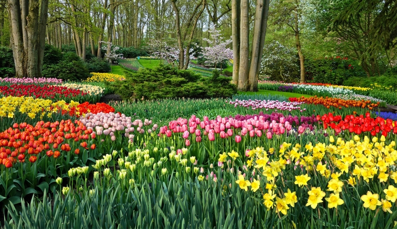 Bermain dengan Warna: Penanaman Bunga untuk Taman yang Indah