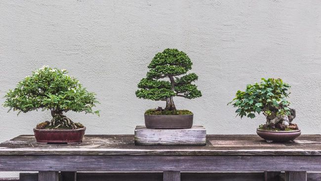 Bonsai Outdoor: Membentuk Pohon-pohon Miniatur di Kebun Anda